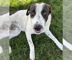 Pointer Dogs for adoption in Bakersfield, CA, USA