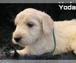 Small Photo #22 Goldendoodle Puppy For Sale in COLONIAL HEIGHTS, TN, USA