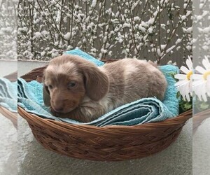 Dachshund Puppy for sale in HAVEN, KS, USA