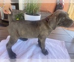 Puppy 12 Cane Corso