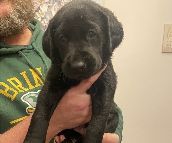 Medium Photo #1 Labrador Retriever Puppy For Sale in AURORA, SD, USA