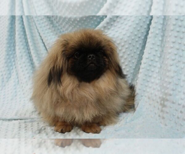 Medium Photo #2 Pekingese Puppy For Sale in JOICE, IA, USA