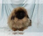 Small #1 Pekingese