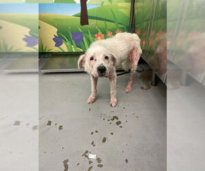 Labrador Retriever-Unknown Mix Dogs for adoption in Waco, TX, USA