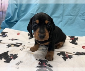 Dachshund Puppy for sale in ASHLAND, NE, USA