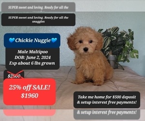 Maltipoo Puppy for sale in TUCSON, AZ, USA