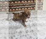 Financing - Female Chihuahua Puppy for Sale - Photo #6
