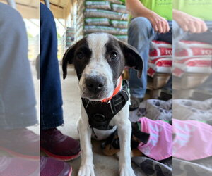 Mutt Dogs for adoption in Lawrenceville, NJ, USA