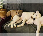 Small #1 Labrador Retriever Mix