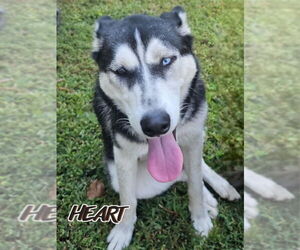Nika - Female Siberian Husky Dog for Adoption - Photo #4