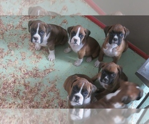 Boxer Litter for sale in CURTISS, WI, USA