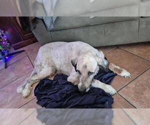 Great Pyrenees Dogs for adoption in San Antonio, TX, USA