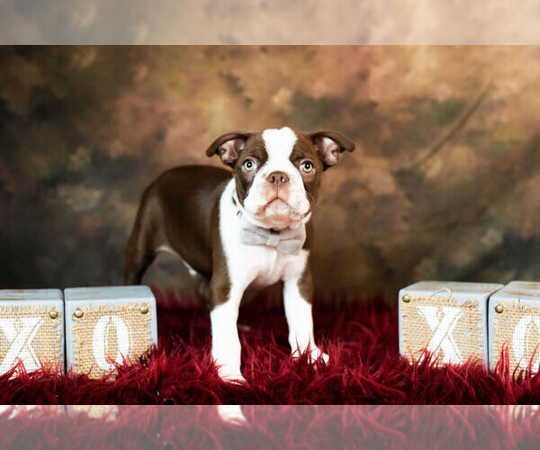 Medium Photo #8 Boston Terrier Puppy For Sale in WARSAW, IN, USA