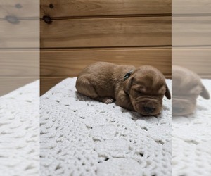 Labradoodle Puppy for sale in WILLIAMSTOWN, KY, USA