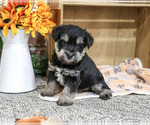 Small #4 Schnauzer (Miniature)