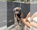 Small Photo #9 German Shepherd Dog Puppy For Sale in MIAMI BEACH, FL, USA