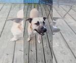Small #19 Siberian Husky Mix