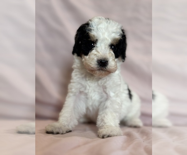 Medium Photo #12 Bernedoodle (Miniature) Puppy For Sale in LONGMONT, CO, USA