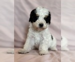 Love - Female Bernedoodle (Miniature) Puppy for Sale - Photo #12