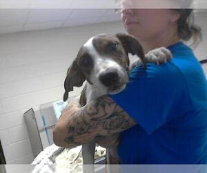 Beagle-Unknown Mix Dogs for adoption in Fayetteville, NC, USA