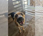 Small #2 German Shepherd Dog Mix