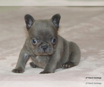 Small #9 French Bulldog