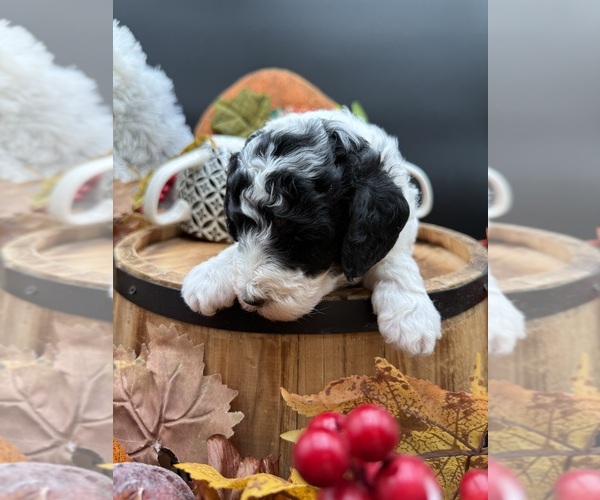 Medium Photo #5 Goldendoodle mix (+ Poodle Miniature) Puppy For Sale in HAYDEN, AL, USA