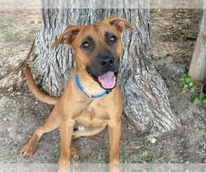 Labrador Retriever-Unknown Mix Dogs for adoption in Waco, TX, USA