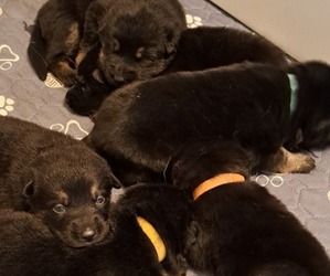 German Shepherd Dog Puppy for sale in SHORTSVILLE, NY, USA
