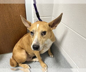 Chihuahua-German Shepherd Dog Mix Dogs for adoption in Ocala, FL, USA