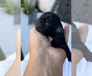 Pug-Unknown Mix Puppy for Sale in STAR, Idaho USA