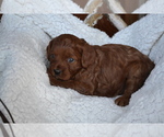 Puppy Fern Cavapoo