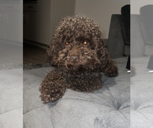 Poodle (Toy) Puppy for sale in CHARLOTTE, NC, USA