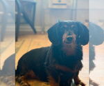 Small #2 Dachshund
