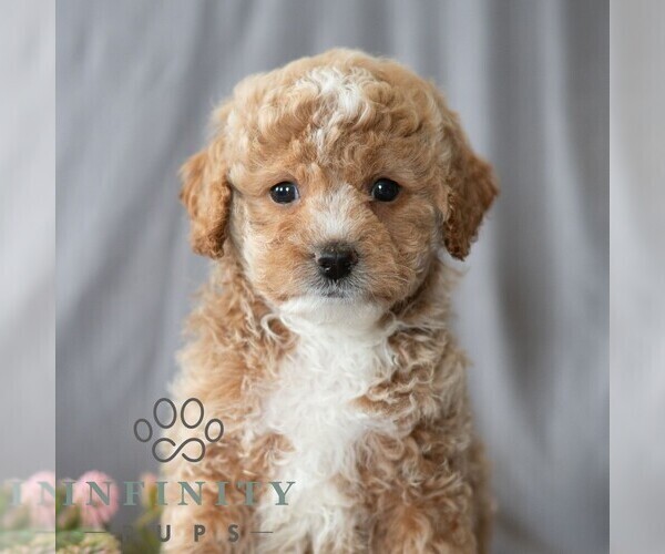 Medium Photo #4 Poodle (Miniature) Puppy For Sale in DORNSIFE, PA, USA