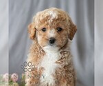Small #3 Poodle (Miniature)