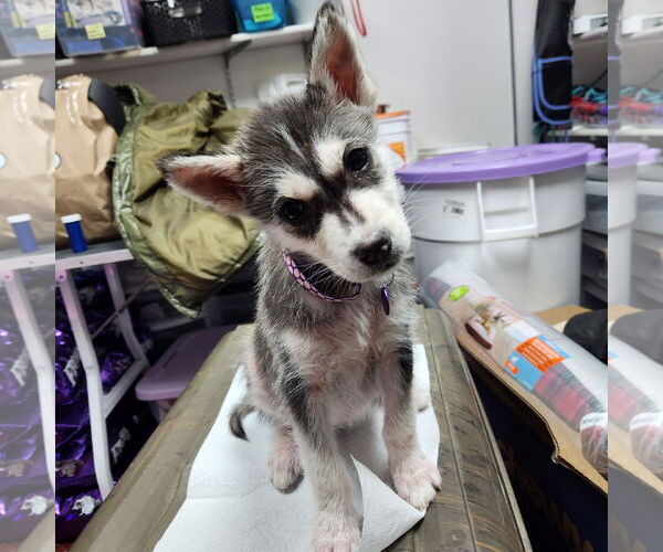 Medium Photo #4 Siberian Husky-Unknown Mix Puppy For Sale in Fargo, ND, USA