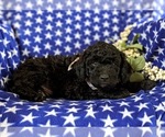 Small #3 Aussiedoodle Miniature 