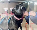 Small #4 Labrador Retriever Mix