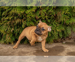 Small Photo #4 French Bulldog Puppy For Sale in WOOD DALE, IL, USA