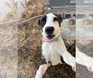 Plott Hound-Unknown Mix Dogs for adoption in Pasadena, TX, USA