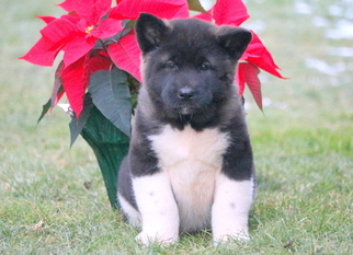 Akita Puppy for sale in MOUNT JOY, PA, USA