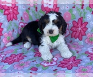 Bernedoodle (Miniature) Puppy for sale in LANCASTER, PA, USA