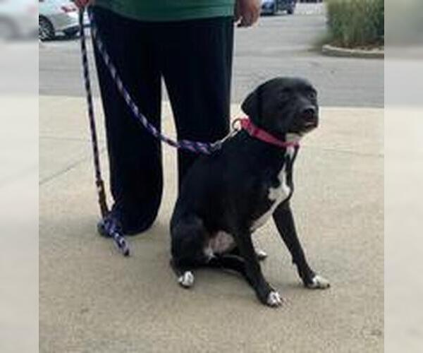 Medium Photo #6 Beagle-Border Collie Mix Puppy For Sale in White Bluff, TN, USA