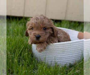 Cocker Spaniel-Poodle (Miniature) Mix Puppy for sale in FREDERICKSBG, OH, USA