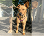 Small #9 Australian Shepherd Mix