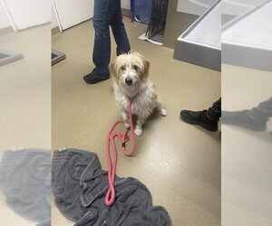 Bearded Collie-Unknown Mix Dogs for adoption in Easton, MD, USA