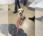 STUBBE - Male Bearded Collie-Unknown Mix Dog for Adoption - Small photo