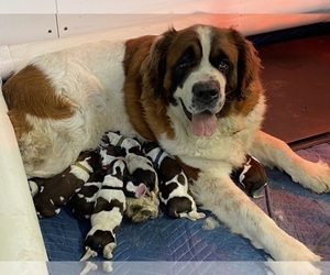 Mother of the Saint Bernard puppies born on 06/21/2023