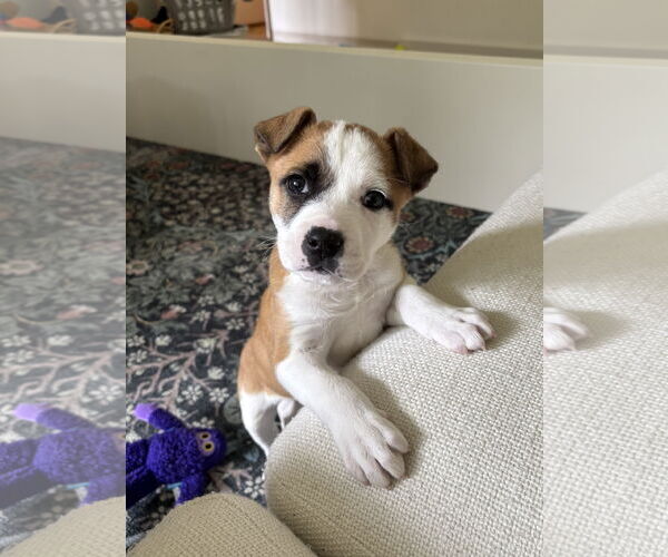 Medium Photo #3 Great Pyrenees-Unknown Mix Puppy For Sale in Bellevue, WA, USA